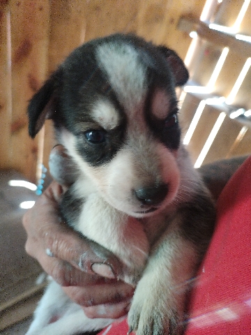 se venden 8 perritos alaska hosky de ojos azules