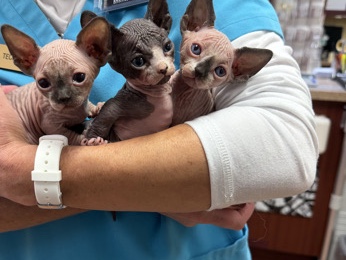 Bambino – sphynx kitten – Port Charlotte