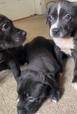 Puppies