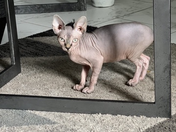 Sphynx – sphynx kitten