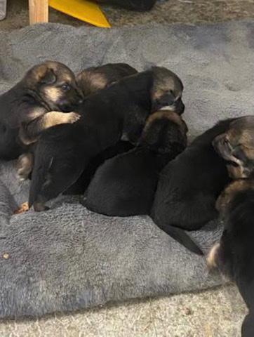 German Shepherd – German shepherds babies