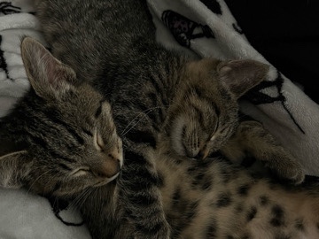 American Shorthair – Sibling kittens (brother and sister) – Fallbrook