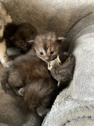 Bengal – Bengal x British short haired kittens