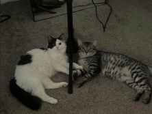 Bonded Pair of Affectionate Cats for Rehoming in Savannah – Savannah