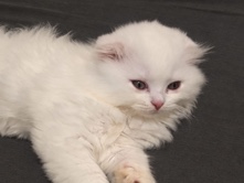 British Longhair – 2 kitten suchen neues zuhause – Neuss