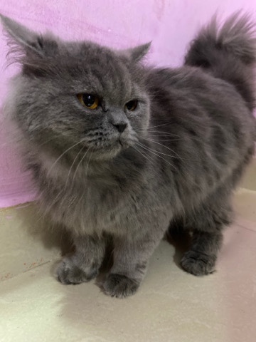 Persian (Modern) – Persian cat