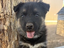 puppies looking for a forever home ❤️ – Los Angeles