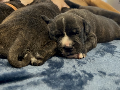 Purebreed English Staffies