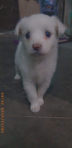 Indian Spitz – dog
