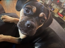 Beagle – Beabull – Los Angeles