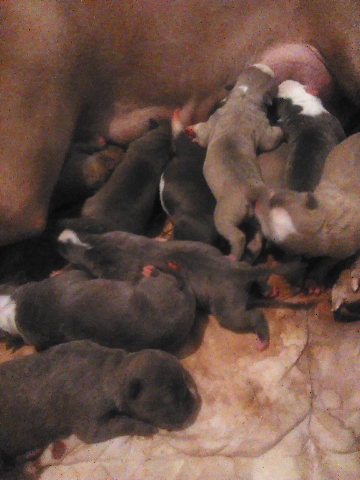American Staffordshire Terrier – puppies for sale