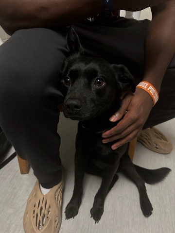 Patterdale Terrier – Dog for Sale