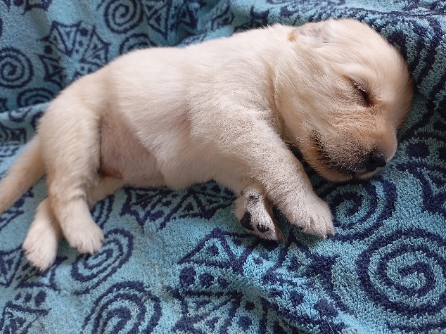 Golden Retriever – vendo Golden Retriever