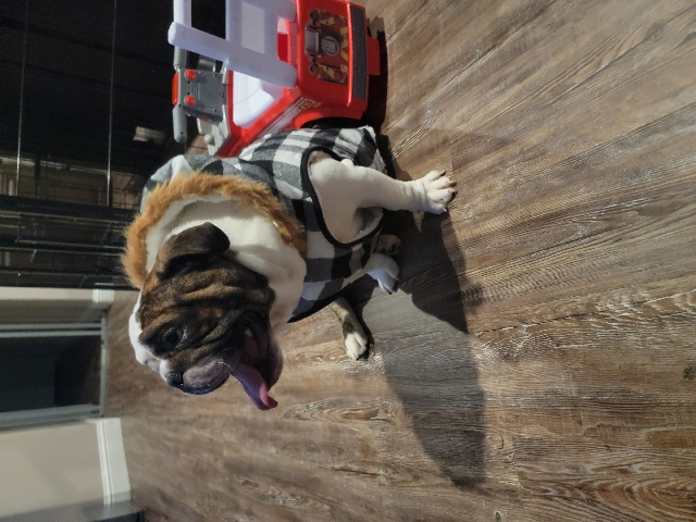 Brindle English Bulldog