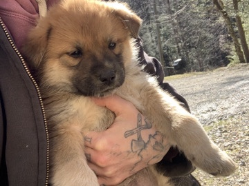St Pyranees livestock guardian dogs 