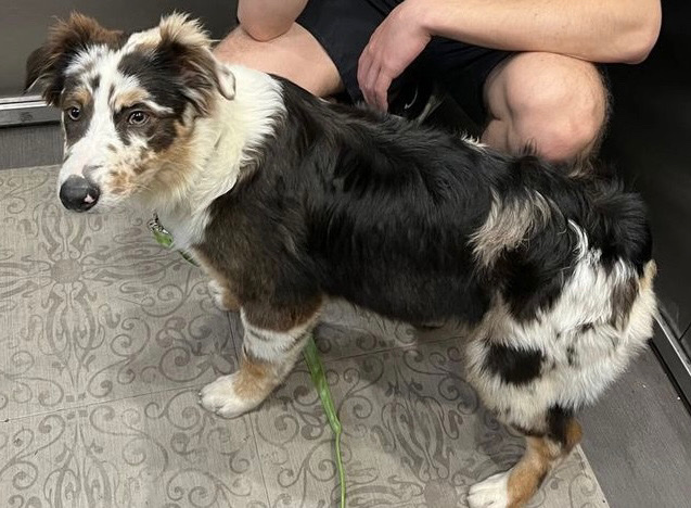 Australian Shepherd – Aussie