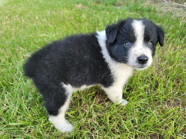 Australian Shepherd – puppy