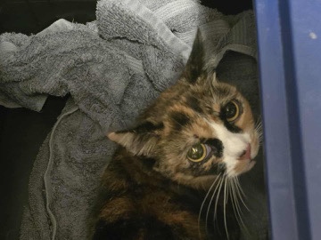 American Shorthair – Calico Female Yearling – Friendly & Sweet, Spayed – Liverpool