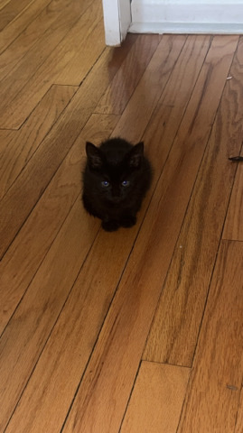 British Longhair – Rehoming Black Kitty