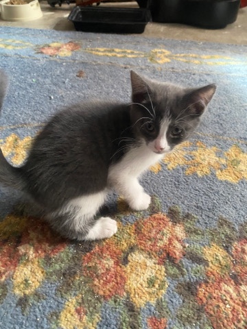 kittens