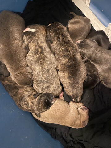 American Pit Bull Terrier – pitbull puppys