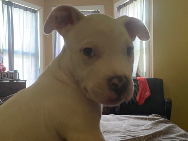 Dogo Argentino – Blue is looking for a home
