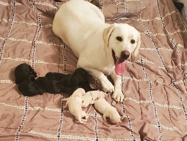 Labrador Retriever – Labrador Retriever