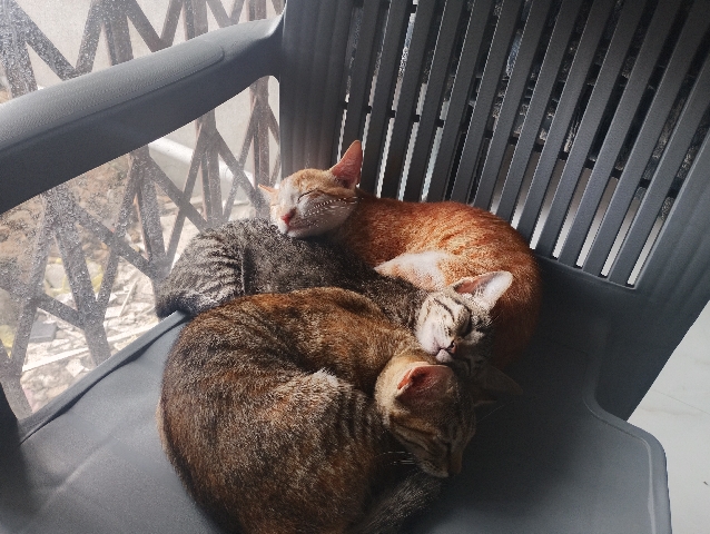Asian – 4 kittens – Pune