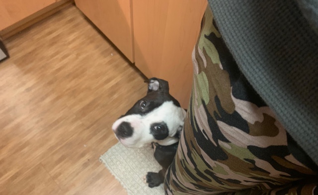 American Pit Bull Terrier – American pit bull