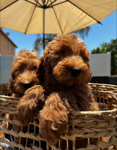 Golden Retriever – goldendoodle