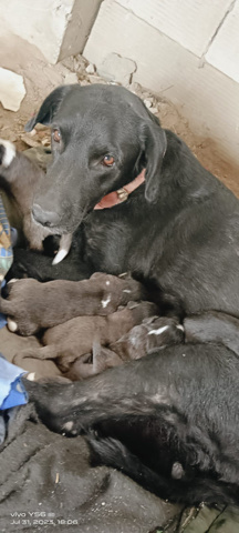 Labrador Retriever – sell babies 6 babies of golden retriever