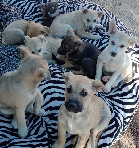 German Shepherd β German Shepherd mix