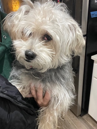 Shih Tzu – Nico is looking for a new loving home