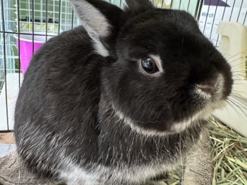 Netherland dwarf Buck