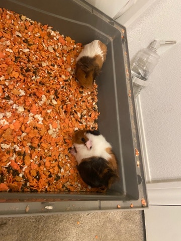two Guinea pig pair