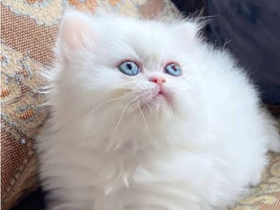 Persian (Modern) - kitten baby  available for adoption in New Delhi