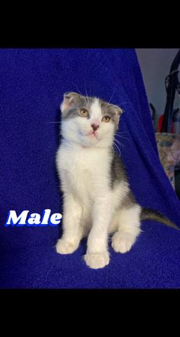 Scottish Fold – Beautiful Scottish Fold x Exotic Turkish Angora!!