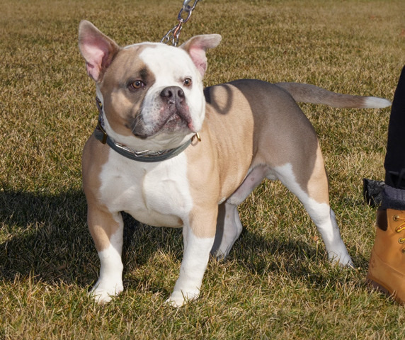 Bull Terrier (Miniature) – Milo