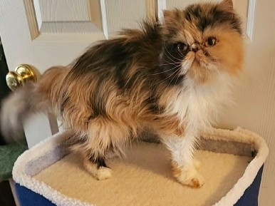Persian (Traditional) – Persian calico cat – Palatine