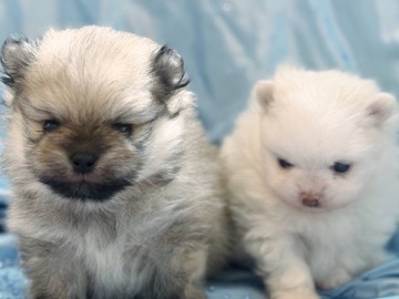 Lapponian Herder – Pomeranian Puppies – Sunderland