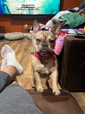 French Bulldog – Merle French bulldog female – Columbus