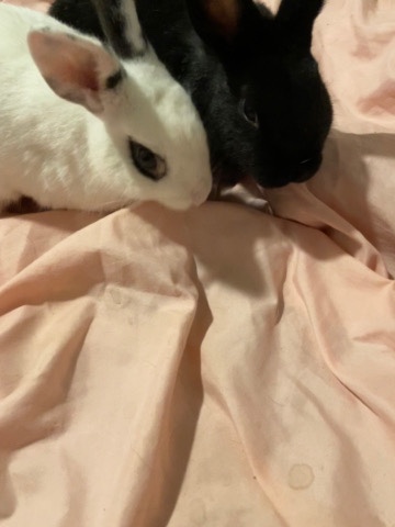 2 Female dwarf rabbits
