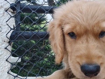 Golden Retriever – Golden retriever puppy available – Bengaluru