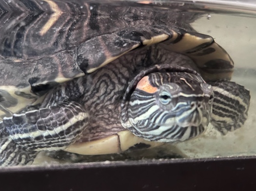 Red Eared Slider