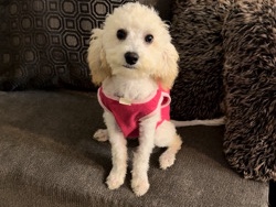 Maltese – Maltese poodle