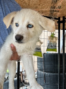 German Shepherd – husky Germán shepherd