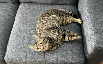 Persian (Modern) – Selling a one year old loving kitty