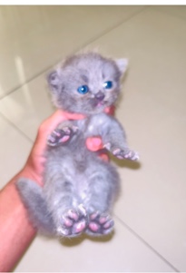 Persian cats