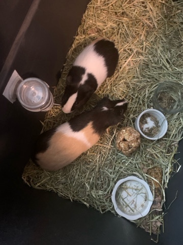 2 guinea pigs