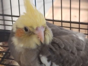 cockatiel baby 